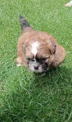 Shih tzu x pomeriaan pups, Rabiës (hondsdolheid), Overige rassen, 8 tot 15 weken, Meerdere