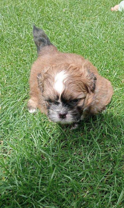 Shih tzu x pomeriaan pups, Dieren en Toebehoren, Honden | Chihuahua's en Gezelschapshonden, Meerdere dieren, Overige rassen, Particulier