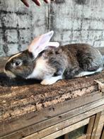 Vlaamse reus voedster, Dieren en Toebehoren, Vrouwelijk, Groot