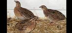 Europese kwartels, Dieren en Toebehoren, Vogels | Overige Vogels, Meerdere dieren, Geringd