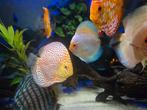 Discus vissen Aziatische, Ophalen, Zo goed als nieuw