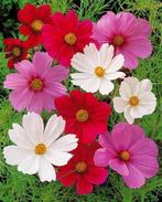 27/ zaad Cosmos - Cosmea bipinnatus - kleurenmix bio, Ophalen of Verzenden, Voorjaar, Volle zon, Zaad