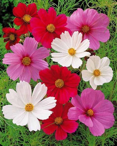 27/ zaad Cosmos - Cosmea bipinnatus - kleurenmix bio, Tuin en Terras, Bloembollen en Zaden, Zaad, Voorjaar, Volle zon, Ophalen of Verzenden