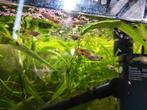 Gratis guppies! Evt met aquarium, Dieren en Toebehoren, Vissen | Aquariumvissen, Zoetwatervis, Vis