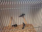 3 Japanese meeuwen, Dieren en Toebehoren, Meerdere dieren