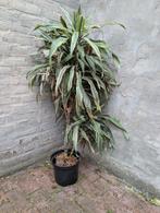 Yucca plant kamerplant, Ophalen, Overige soorten, Volle zon