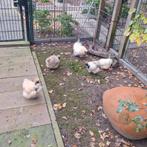 Zijdehoen krieltjes citroen kleur, Meerdere dieren, Kip