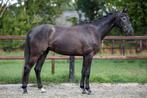 Prachtige 3 jarige ruin Just Wimphof x Rubels, Gechipt, Ruin, Dressuurpaard, Zadelmak