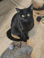 Katten, Dieren en Toebehoren, Kater