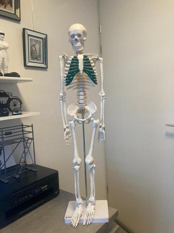 anatomisch skelet van physa beschikbaar voor biedingen