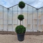 Conifeer 3 bol, Tuin en Terras, Planten | Bomen, Bloeit niet, Halfschaduw, Overige soorten, 100 tot 250 cm