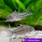 corydoras julii-paleatus, Vis, Zoetwatervis, Schoolvis