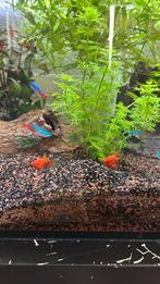 Ongeveer 5 Platys gratis af te halen., Dieren en Toebehoren, Vissen | Aquaria en Toebehoren, Ophalen