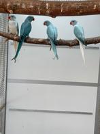 Volledige kweekbestand halsband parkiet / halsbandparkieten
