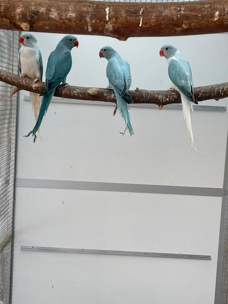 Volledige kweekbestand halsband parkiet halsbandparkiet 55st, Dieren en Toebehoren, Vogels | Parkieten en Papegaaien