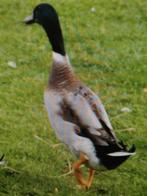 Woerd loopeend 2025., Dieren en Toebehoren, Mannelijk, Eend