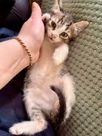 Kittens op zoek naar nieuw thuis, Dieren en Toebehoren, Katten en Kittens | Raskatten | Korthaar, Meerdere dieren, Ontwormd, 0 tot 2 jaar