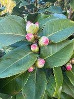 Camelia/ Japanse roos ! Wit & roze. Winterbloeier!!, Ophalen, Minder dan 100 cm, Overige soorten, Lente
