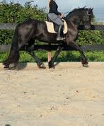 Grote Friese Ruin, Dieren en Toebehoren, Paarden, Ruin, Recreatiepaard