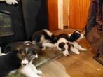 Border collie pups, Overige rassen, Meerdere, Meerdere dieren, Nederland