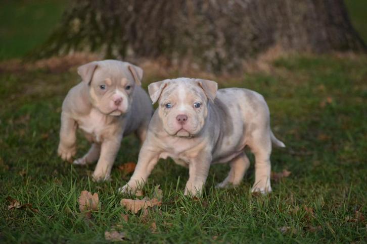 Prachtige American bully pocket pups mogen direct mee ., Dieren en Toebehoren, Honden | Bulldogs, Pinschers en Molossers, Meerdere dieren