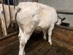 Mooie luxe blauwe stier om af te mesten, Dieren en Toebehoren, Runderen, Meerdere dieren