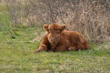 Mini runderen gezocht beschikbaar voor biedingen