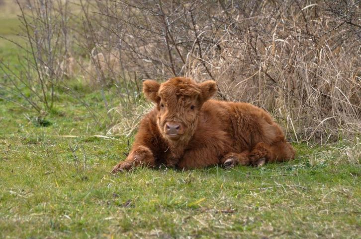Mini runderen gezocht, Dieren en Toebehoren, Overige Dieren, Meerdere dieren, Januari