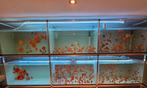 Discusvissen, Dieren en Toebehoren, Vissen | Aquariumvissen, Vis, Zoetwatervis, Schoolvis