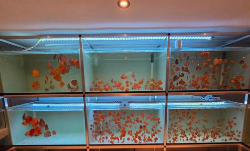 Discusvissen, Dieren en Toebehoren, Vissen | Aquariumvissen, Zoetwatervis, Vis, Schoolvis