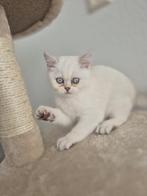 Britse Korthaar WHITE, Dieren en Toebehoren, Katten en Kittens | Raskatten | Korthaar, Kater, 0 tot 2 jaar