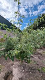 Cornus controversa kornoelje meerstam in verschillende maten, Tuin en Terras, Planten | Bomen, Ophalen of Verzenden, Volle zon