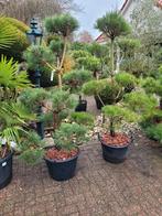 Pinus sylvestris vormsnoei bonsai, Tuin en Terras, Planten | Bomen, Bloeit niet, Overige soorten, Minder dan 100 cm, Ophalen