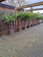 Palmbomen trachycarpus fortunei winterhard, Volle zon, Ophalen of Verzenden, Palmboom, 100 tot 250 cm