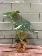Monstera Thai Constellation - Zeldzaam!, Ophalen, Overige soorten, Halfschaduw, In pot