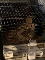 Europese patrijs hen, Vrouwelijk