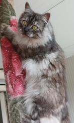 Mooiste unieke Maine Coon dametje/ nog kitten, Dieren en Toebehoren, Poes, Gechipt, 0 tot 2 jaar