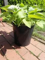 grote hosta buitenplant tuinplant Totaal met pot 40 H en 50, Zomer, Vaste plant, Overige soorten, Ophalen