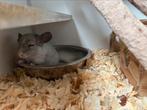Verschillende chinchilla’s te koop, Dieren en Toebehoren, Knaagdieren, Vrouwelijk, Chinchilla, Voor 1 juli 2024