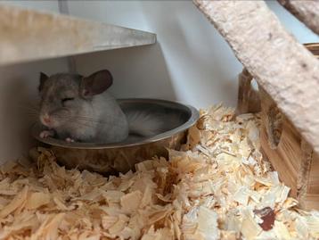 Verschillende chinchilla’s te koop beschikbaar voor biedingen