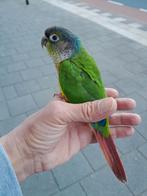 Super tamme Purrhura, Dieren en Toebehoren, Vogels | Parkieten en Papegaaien, Vrouwelijk, Papegaai, Tam