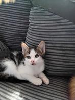 2 mooie cypres kittens Mogen weg, Dieren en Toebehoren, Katten en Kittens | Overige Katten, Meerdere dieren