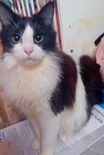 Mooi maine coon kater mag gelijk naar nieuwe huisje, Dieren en Toebehoren, Kater