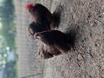 Cochin kriel koppeltje choco, Dieren en Toebehoren, Pluimvee, Meerdere dieren, Kip