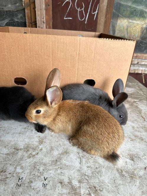 Jonge vleeskonijnen te koop 6 weken, Dieren en Toebehoren, Konijnen, Groot, 0 tot 2 jaar