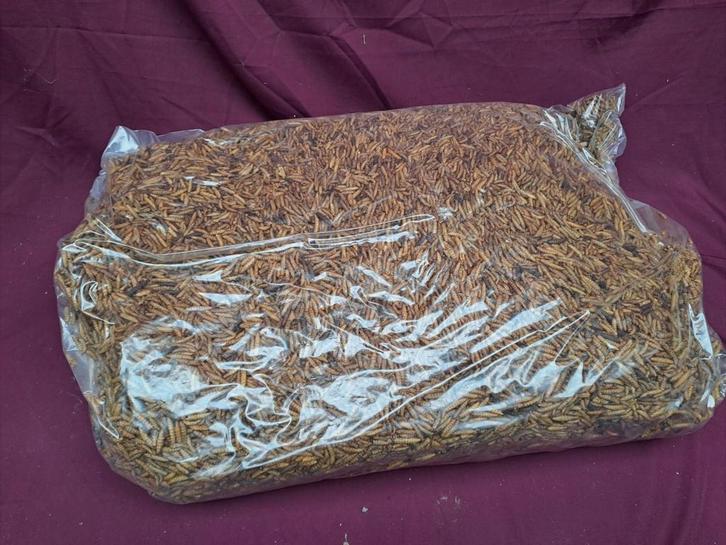 5 kg Gedroogde meelwormen snack voor kippen, Dieren en Toebehoren, Dierenvoeding, Pluimvee, Ophalen