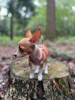 Chihuahua dekreu aangeboden, Dieren en Toebehoren, Honden | Chihuahua's en Gezelschapshonden, Rabiës (hondsdolheid), Reu, 1 tot 2 jaar