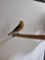 Roodmus | Tropsiche vogels | Passend advies, Meerdere dieren, Kleurkanarie
