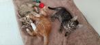 Kittens zoeken goede handen, Dieren en Toebehoren, Meerdere dieren, Kortharig, 0 tot 2 jaar
