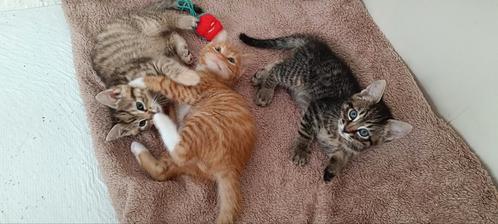 Kittens zoeken goede handen, Dieren en Toebehoren, Katten en Kittens | Overige Katten, Kortharig, Meerdere dieren, 0 tot 2 jaar